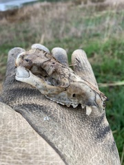 Didelphis virginiana