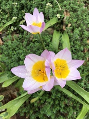 Tulipa saxatilis