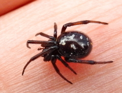 Steatoda erigoniformis
