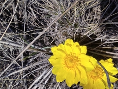 Adonis vernalis