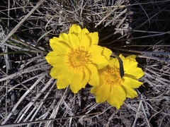 Adonis vernalis