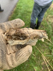 Didelphis virginiana