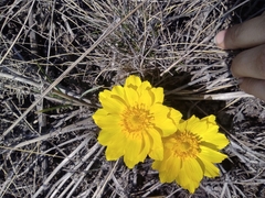 Adonis vernalis