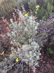 Cistus atriplicifolius