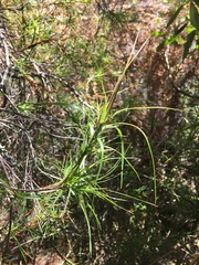 Dracophyllum sinclairii