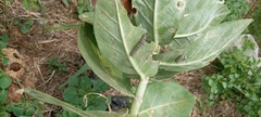 Calotropis procera image