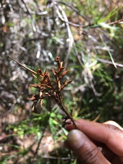 Dracophyllum sinclairii