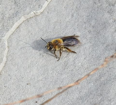 Andrena dunningi