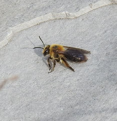 Andrena dunningi