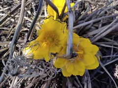 Adonis vernalis