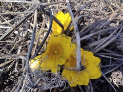 Adonis vernalis