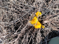 Adonis vernalis