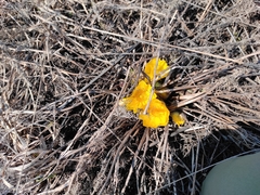 Adonis vernalis
