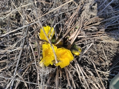 Adonis vernalis
