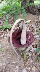 Amorphophallus