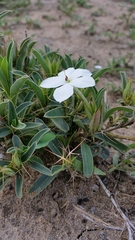 Image of Barleria marginata