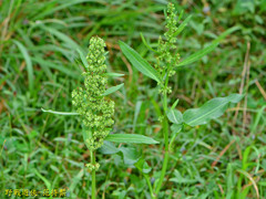 Rumex japonicus
