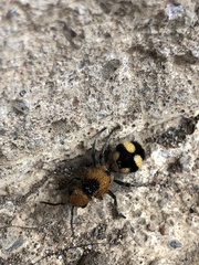 Dasymutilla munifica