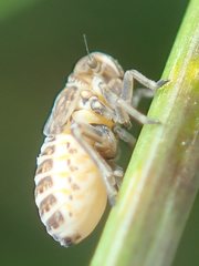 Dicranotropis hamata