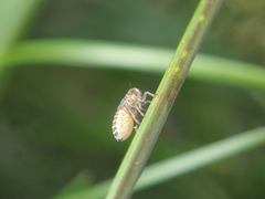 Dicranotropis hamata