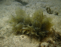 Polybranchia orientalis