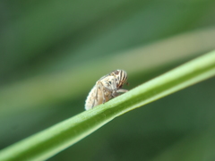 Dicranotropis hamata