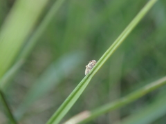 Dicranotropis hamata