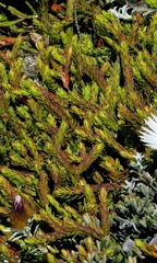 Struthiola salteri