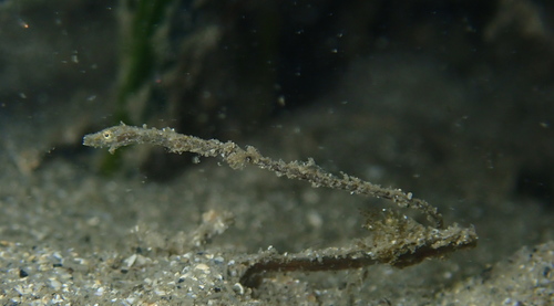 Harige zeenaald (Urocampus carinirostris) — Syngnathidae