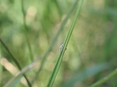 Dicranotropis hamata