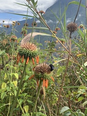 Leonotis nepetifolia