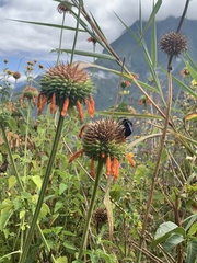 Leonotis nepetifolia