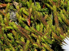 Struthiola salteri