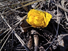 Adonis vernalis