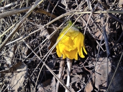 Adonis vernalis