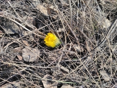 Adonis vernalis