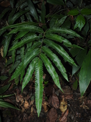 Goniopteris pennata