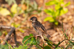 Passer domesticus