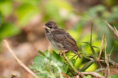 Passer domesticus