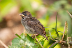 Passer domesticus