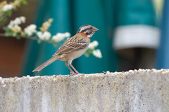Zonotrichia capensis