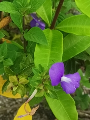 Achetaria azurea