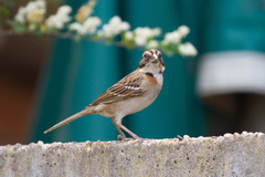 Zonotrichia capensis