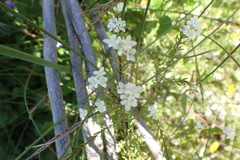 Lachnaea burchellii