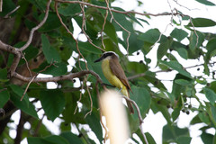 Pitangus sulphuratus