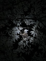 Hemibelideus lemuroides