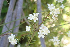 Lachnaea burchellii