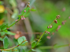 Haloragis micrantha