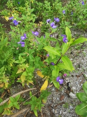 Achetaria azurea