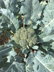 Brassica oleracea italica